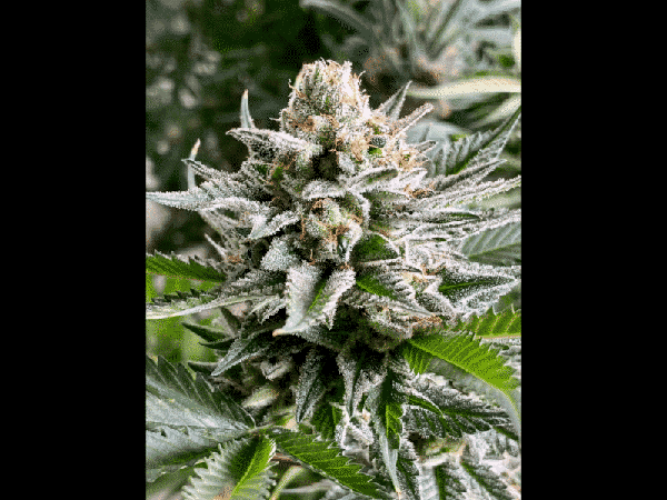 Afgooey Candy Blue (R)