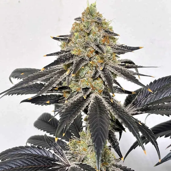 Marsh-Mellow (R)