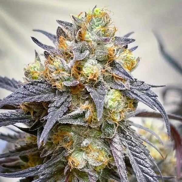Midnight Moonlight (F)