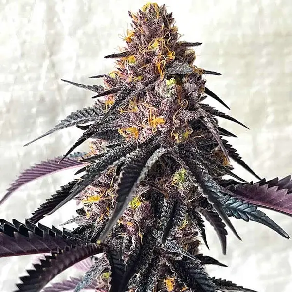 Picasso Moon (F)