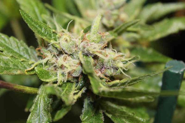 Chocolate Hashberry CBD (R)
