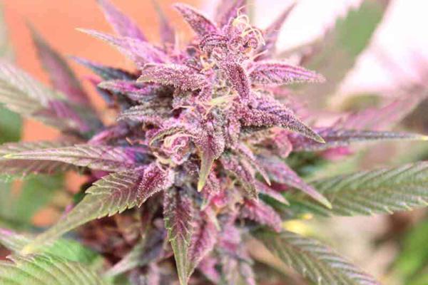 Luxor’s Blackberry Fire (R)