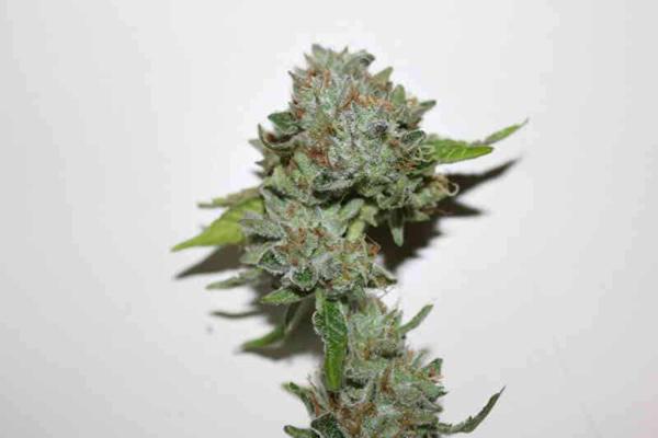Luxor’s Hashberry (R)