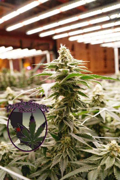 Tonic’s Web CBD (R)