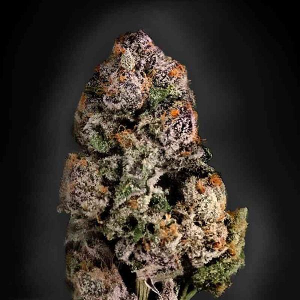 Dark Ghost Train (F)