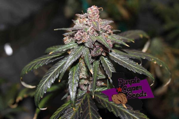Grandaddy “X” (F)