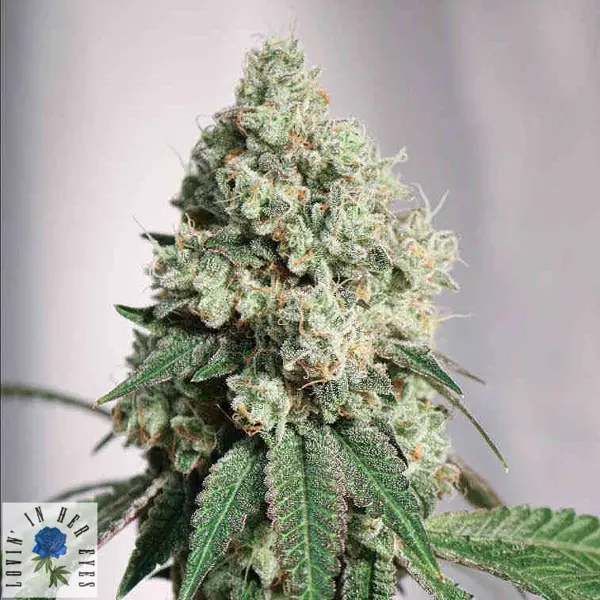 Silver Stream (F)
