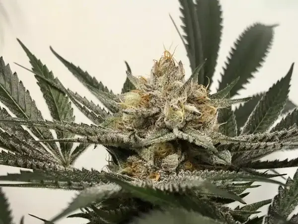 Purple Shah (F)