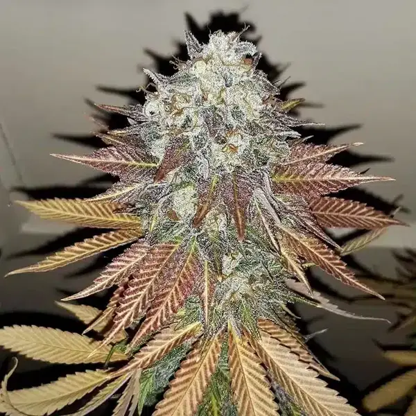 The Flav (R)