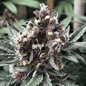 Ice Pie X Raspberry Boogie (F)