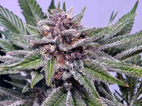 Chiroptera Kush (F)