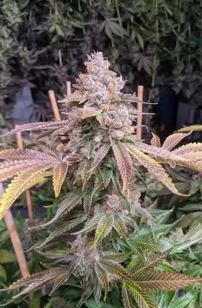 Jilly Bean Black Cherry (R)