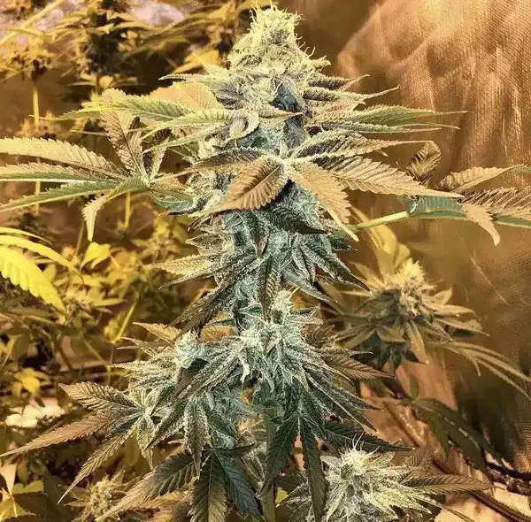 Jilly Bean Bubblegum (R)