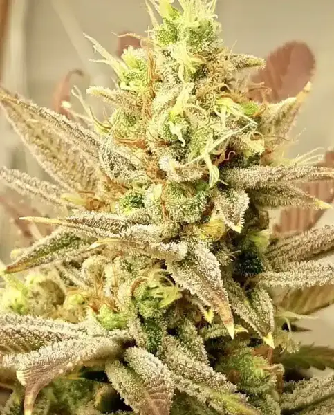 Jilly Bean Lime (F)