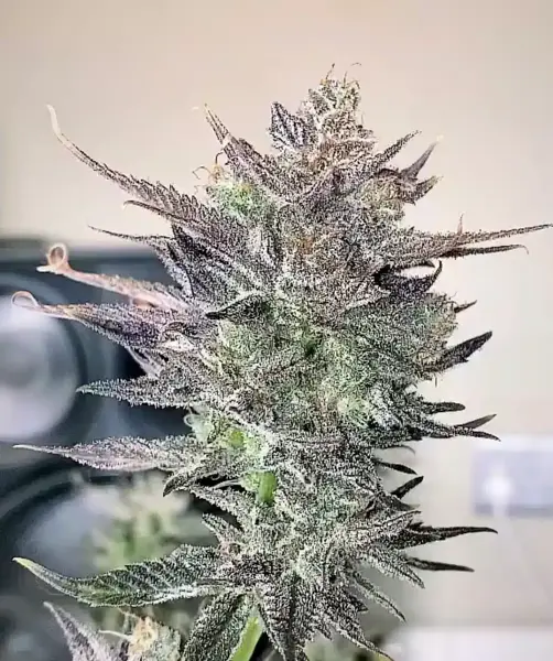 Queen Anne’s Revenge (R)