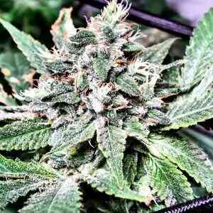 Lost City Kush F1 (R)