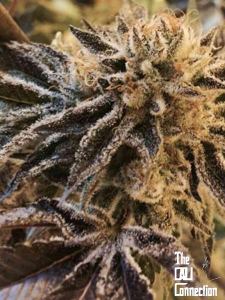 DISCONTINUED Corleone Kush (F)