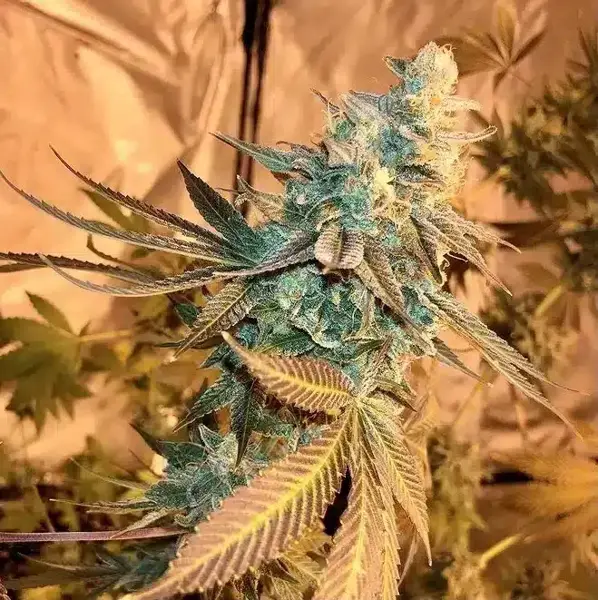 Jilly Bean Bubblegum (F)