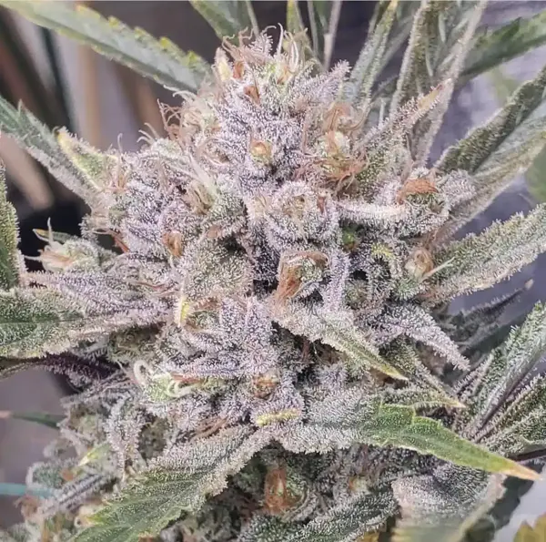 Jilly Bean Grape (F)