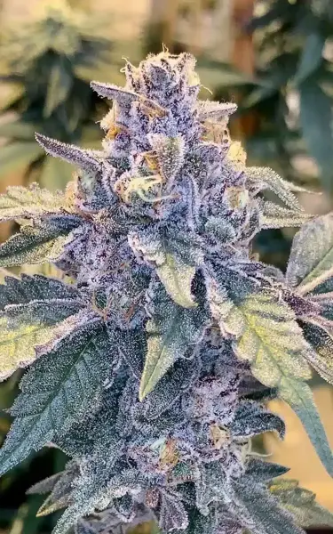 Jilly Bean S1 (F)