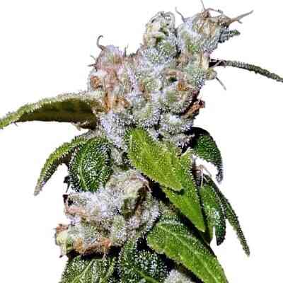DISCONTINUED Green Haze 19 A5 (F) [LIMITED]