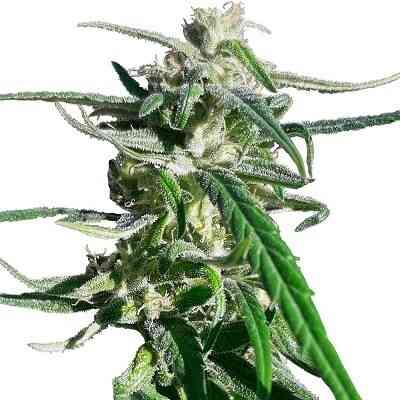 Thai A5 Haze (F) [LIMITED]