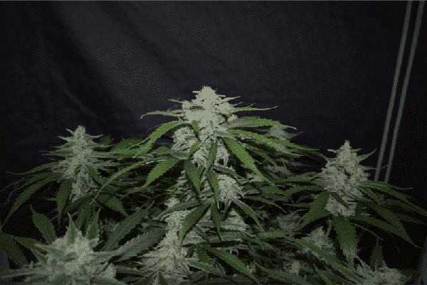 Fugue State Auto