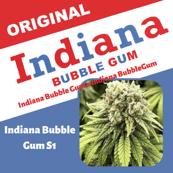 Indiana Bubble Gum S1 (F)