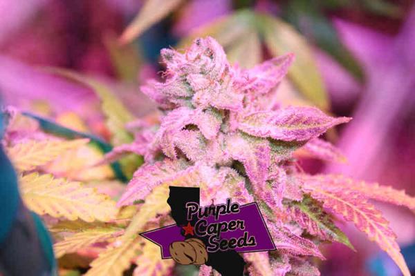 Blackberry OG (F)