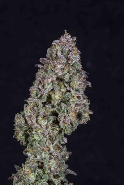 Chocolate Hashberry #3 (F)