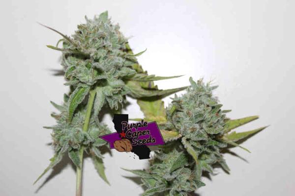 Fire OG (F)
