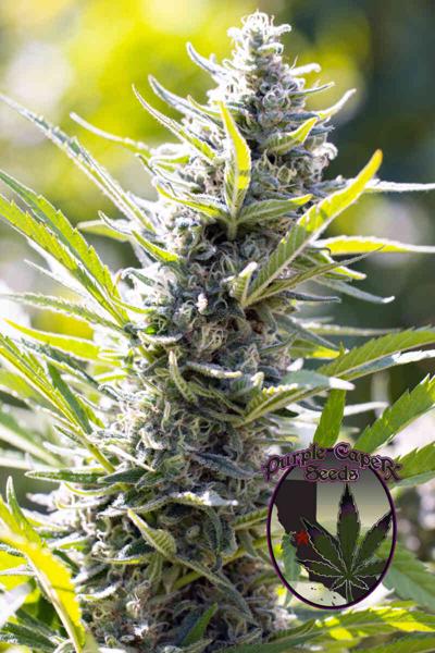 Luxor’s A5 Silver Haze (F)