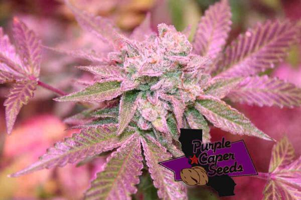 Runtz OG (F)