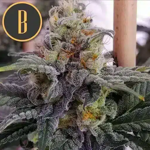 Chemdog #4 (F)