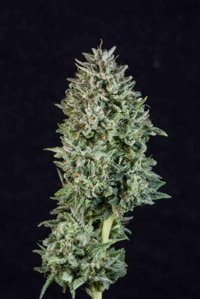 Chocolate Hashberry BX (F)