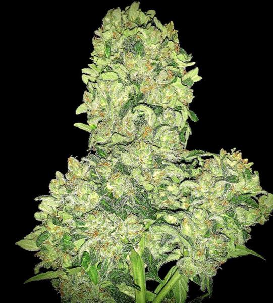 Alien Otto Auto
