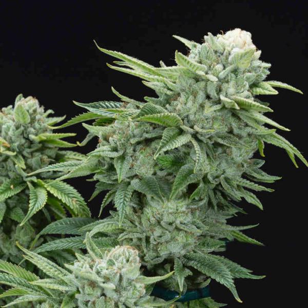 Gorilla Glue #4 S1 (F)