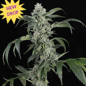 Larry Bubba Gelly Auto