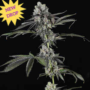 Tres Grapes Sky Auto