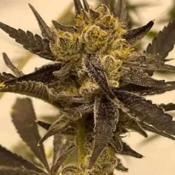 Platinum Float (F)
