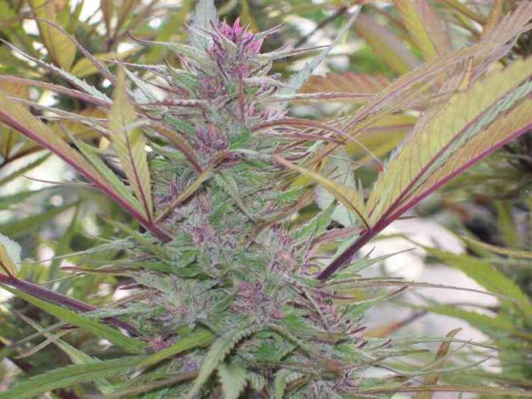 Purple Satellite (F)