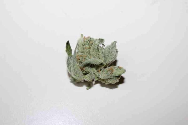 Alpha Skunk Cheese (F)