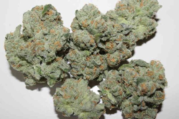 ZaZa Skunk (F)
