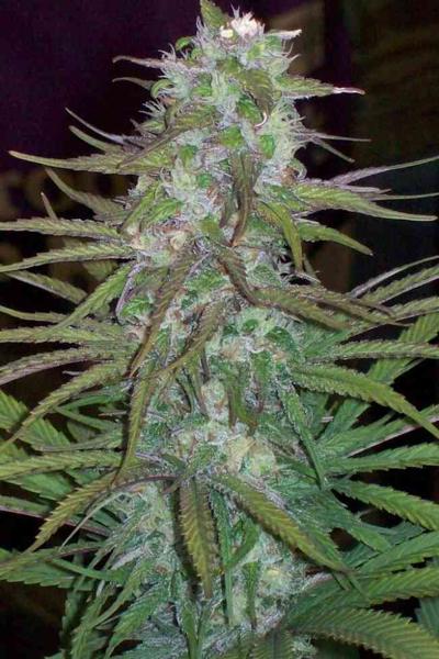Green Mountain Grape (F)