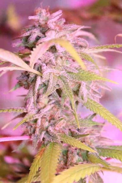 Durban Bread Auto (F)