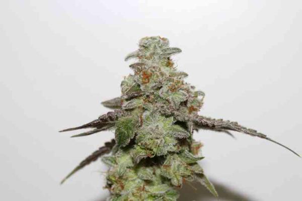 Skunk Cookies (F)