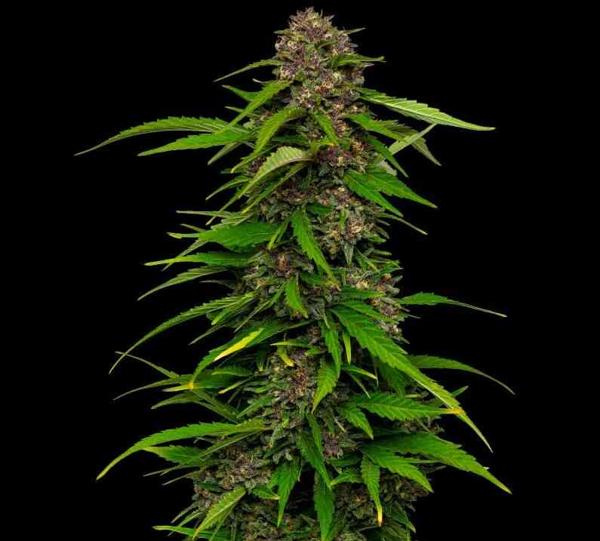 Squirt Auto