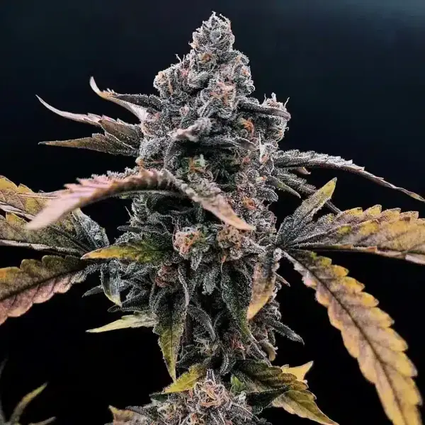Osage #3 Auto (R)