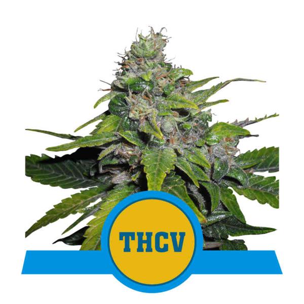 Royal THCV (F)