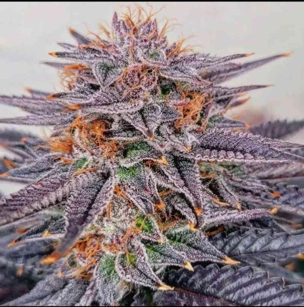 Gushers BX (R)